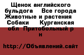 Щенок английского бульдога  - Все города Животные и растения » Собаки   . Курганская обл.,Притобольный р-н
